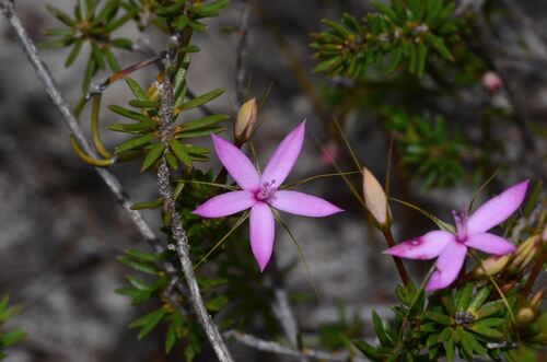 Pink Starflower (Calytrix decandra)