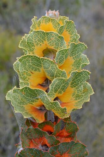 Hakea victoria, photograph 5