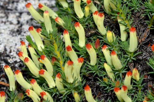 Heath Leschenaultia (Leschenaultia tubiflora)