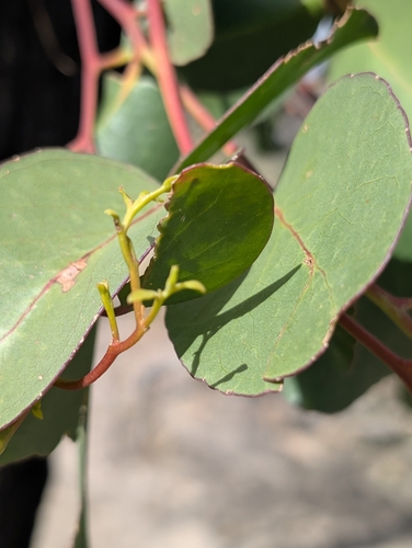 Eucalyptus baxteri, photograph 3