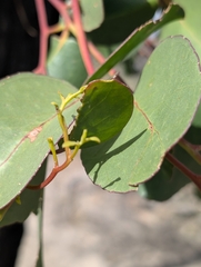 (c) Corin, some rights reserved (CC BY) Eucalyptus baxteri, photograph (c) Corin, some rights reserved (CC BY)