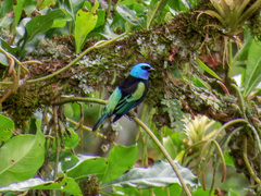Stilpnia cyanicollis