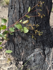 (c) Corin, some rights reserved (CC BY) Eucalyptus baxteri, photograph (c) Corin, some rights reserved (CC BY)