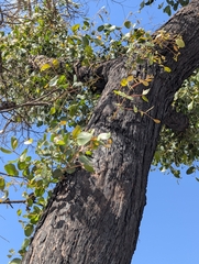 (c) Corin, some rights reserved (CC BY) Eucalyptus baxteri, photograph (c) Corin, some rights reserved (CC BY)