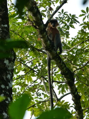 Trachypithecus pileatus