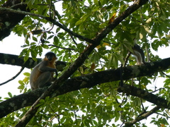 Trachypithecus pileatus
