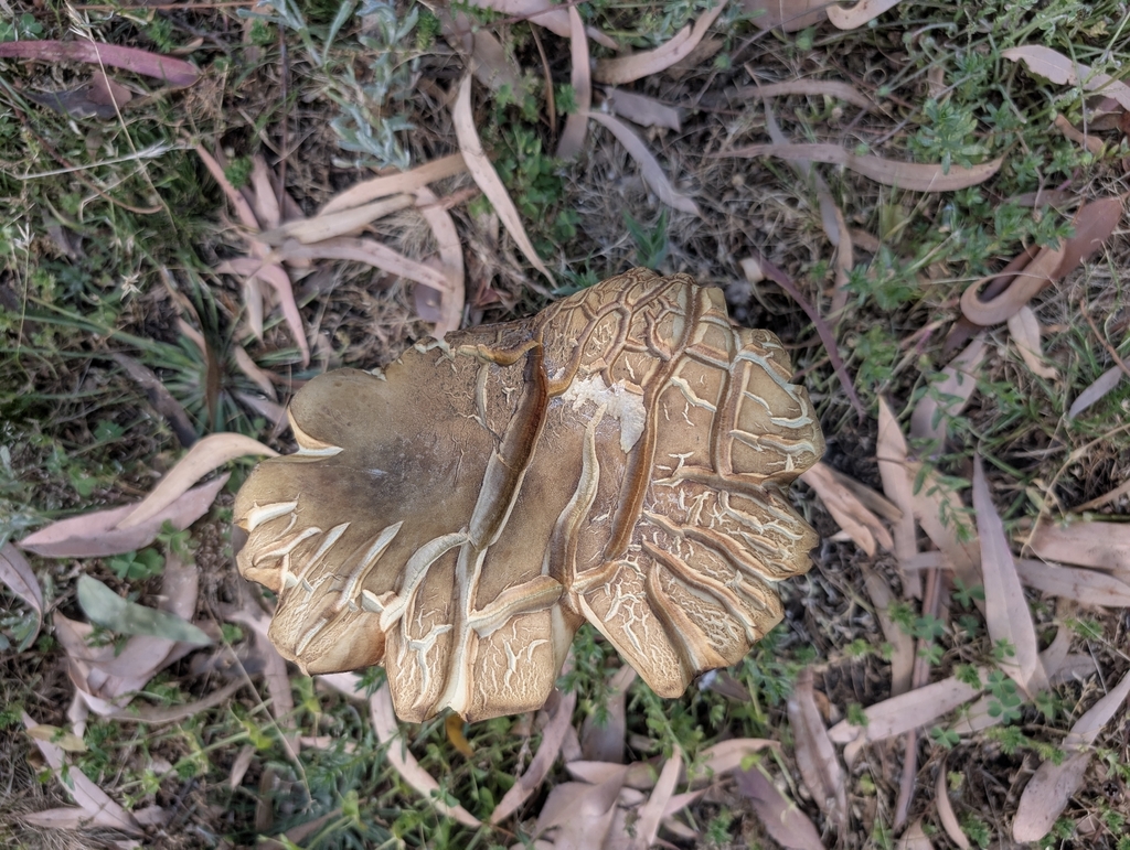Phlebopus marginatus · December 2025 · photo: © uncivilisation (iNaturalist, cc-by)