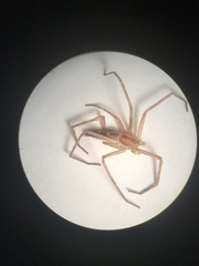 Tetragnatha versicolor