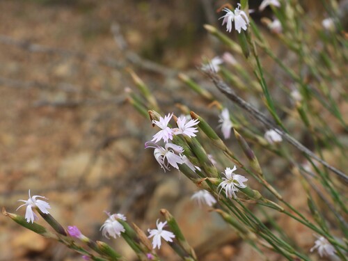 Pyrenean Pink (Dianthus pyrenaicus)