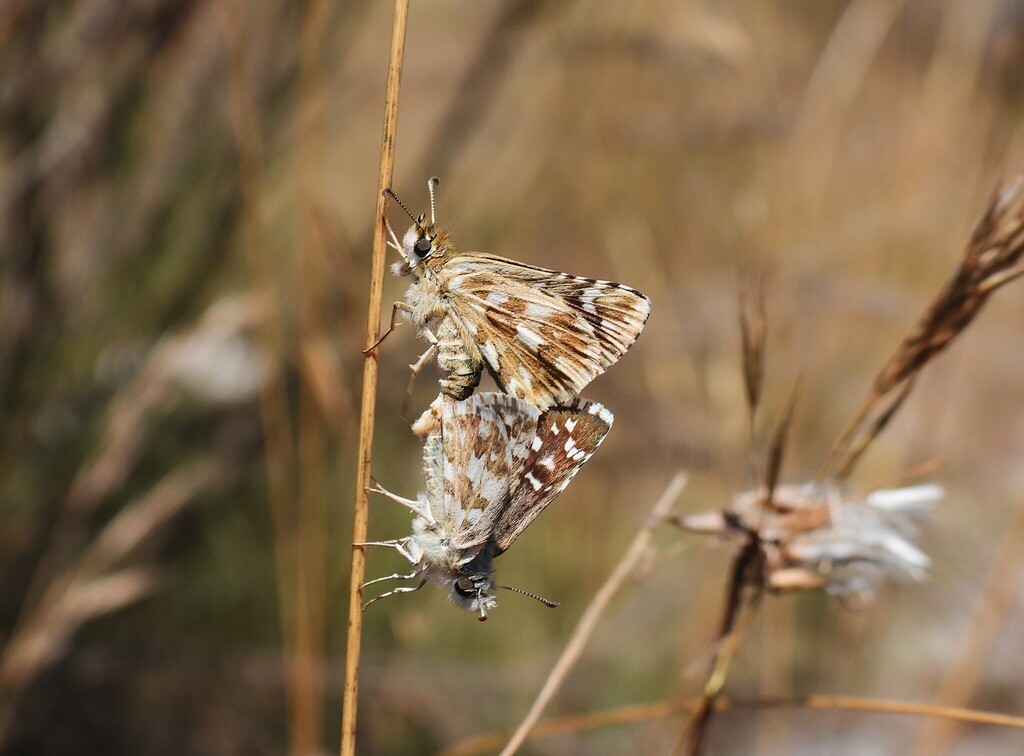 Pyrgus cirsii