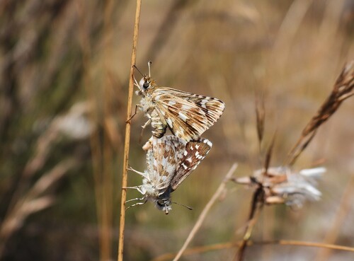 Pyrgus cirsii