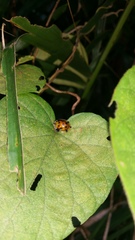 Aspidimorpha punctum