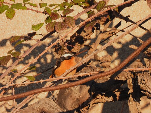 Colirrojo diademado (Phoenicurus moussieri)