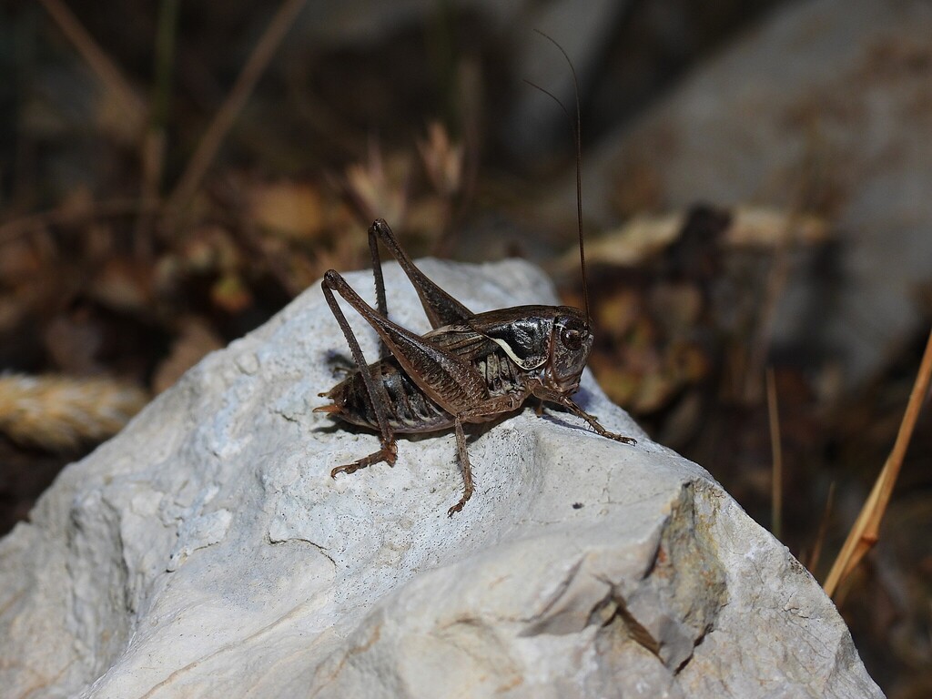 Vichet's Bush-cricket