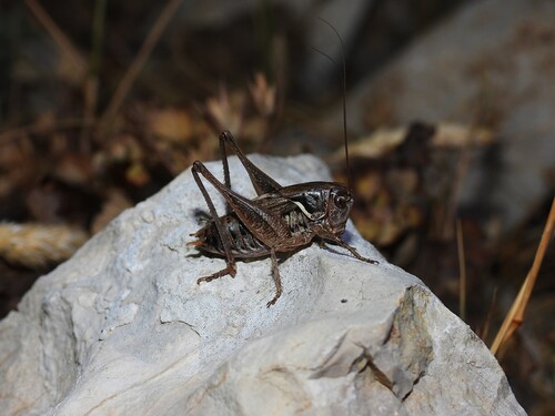 Vichet's Bush-cricket