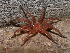 Myrmekiaphila comstocki