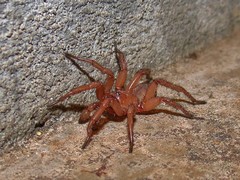 Myrmekiaphila comstocki