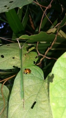 Aspidimorpha punctum