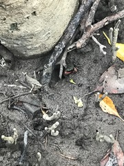 Parasesarma