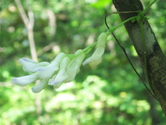 Amphicarpaea edgeworthii