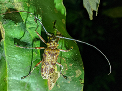Macropophora trochlearis