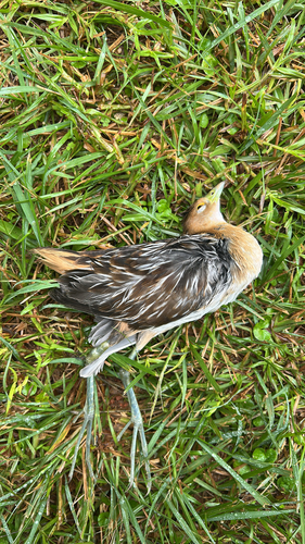 iNaturalist image