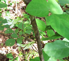 Amphicarpaea edgeworthii