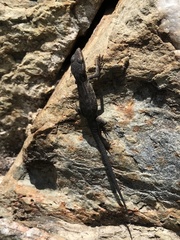 Ninurta coeruleopunctatus