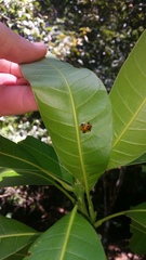 Aspidimorpha punctum