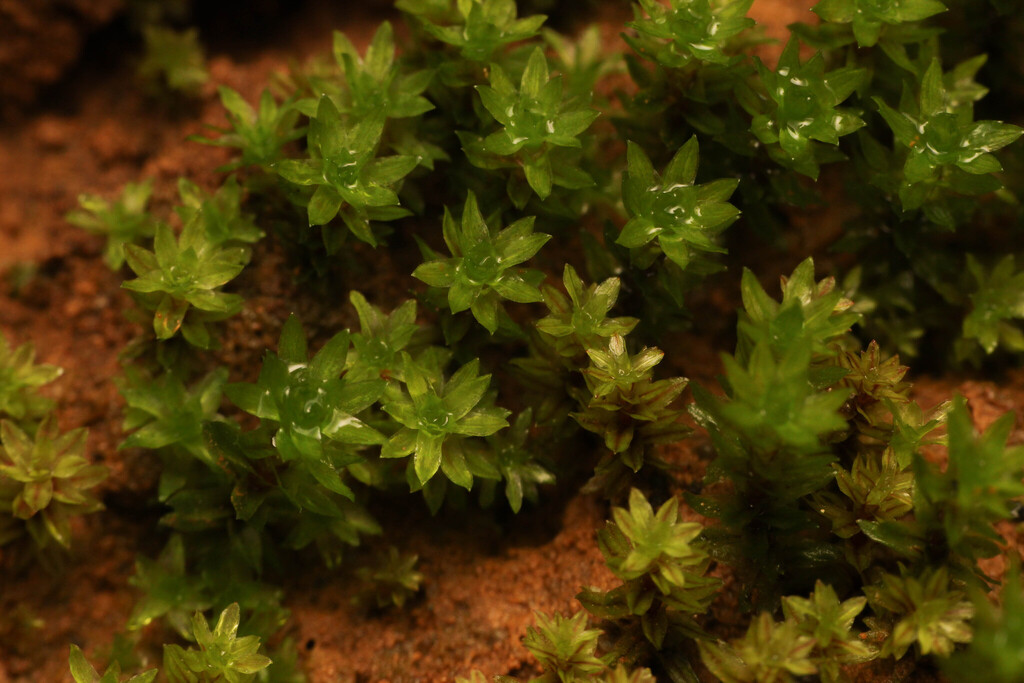 Pogonatum rutteri