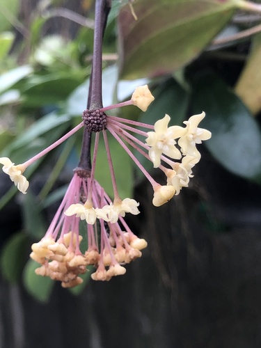 Hoya merrillii Schltr.