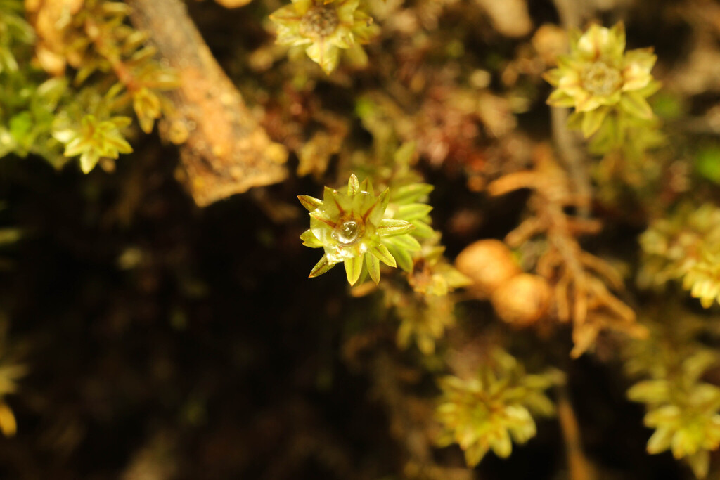 Oligotrichum javanicum (Oligotrichum javanicum)