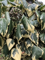 Hedera algeriensis