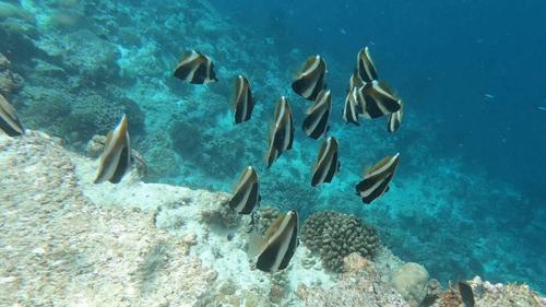 Heniochus pleurotaenia