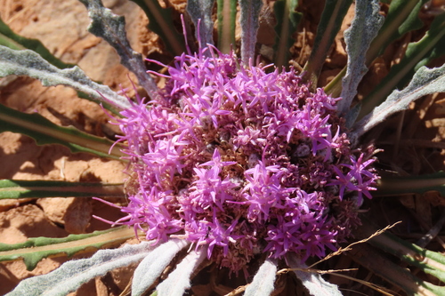 River Cabbage (Platycarphella carlinoides)