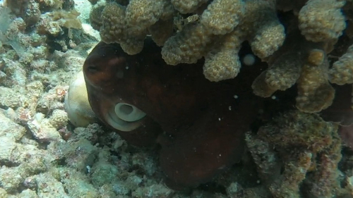 Octopus cyanea