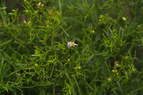 Texas Desert Goldenrod (Medranoa palmeri)