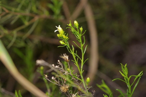 Medranoa palmeri, photograph 6