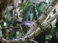 Thamnophilus multistriatus