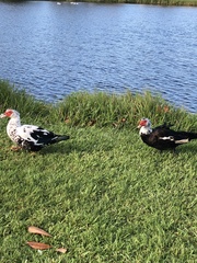 Cairina moschata domestica