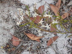 Lysinema ciliatum
