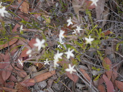 Lysinema ciliatum