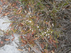 Lysinema ciliatum