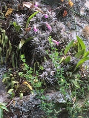 Tillandsia nana