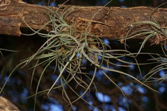 Tillandsia baileyi, photograph (c) Michelle W. （鍾偉瑋）, some rights reserved (CC BY)