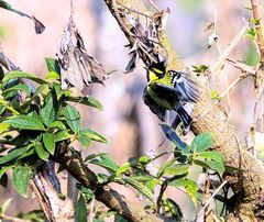 Machlolophus xanthogenys