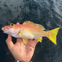 Samoan Snapper photo 2