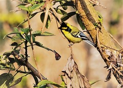 Machlolophus xanthogenys