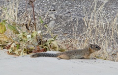 Notocitellus adocetus