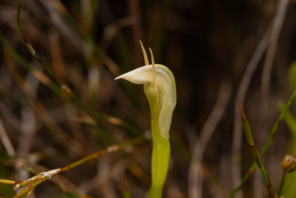 Pterostylis paludosa